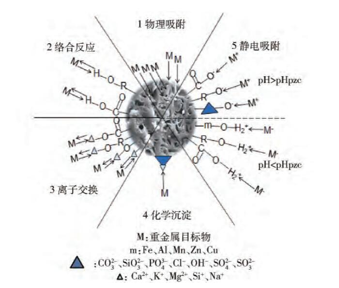 生物炭吸附污水重金属的研究及其市场化